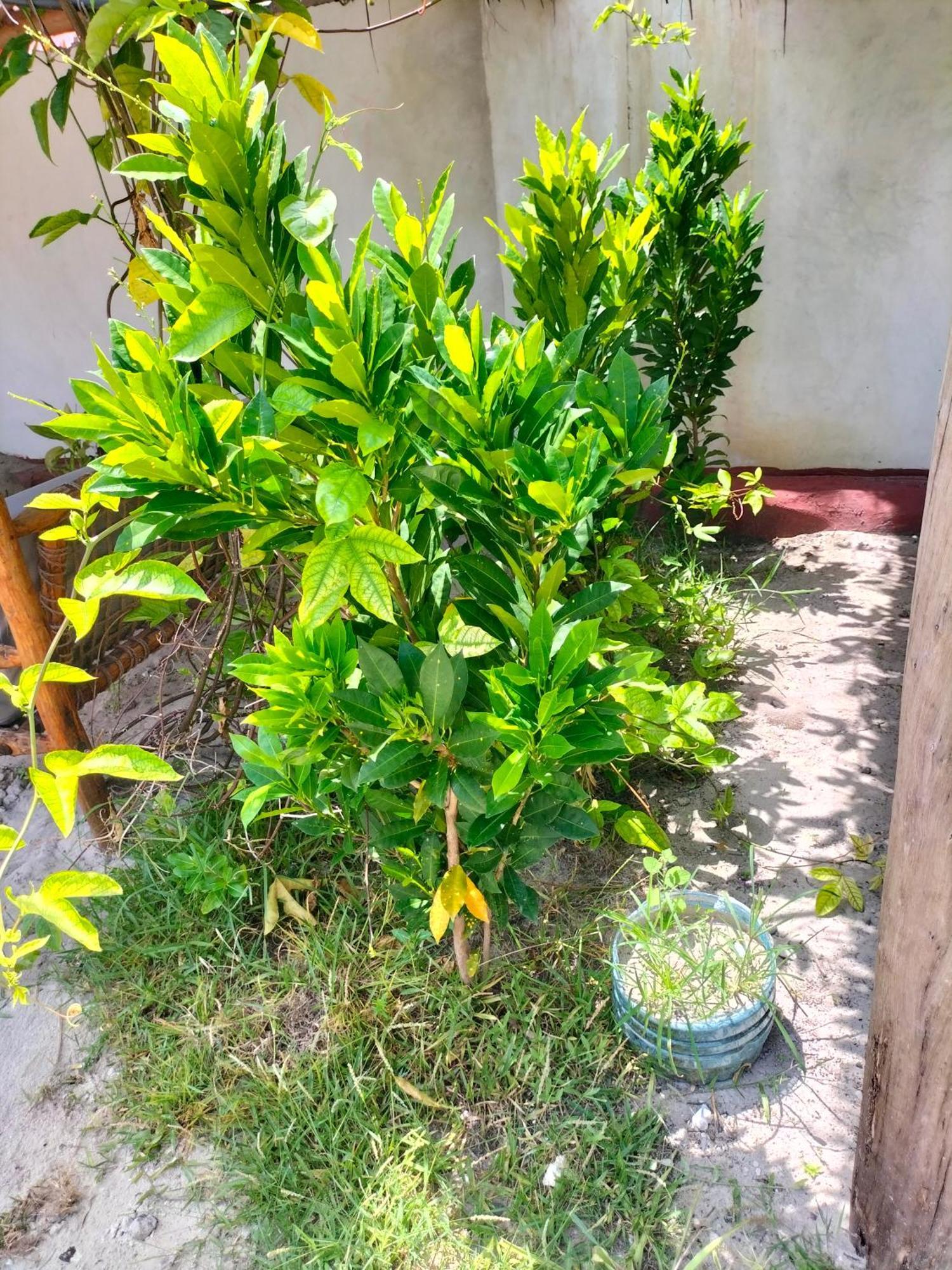 Mambo Leo Hostel Paje Luaran gambar