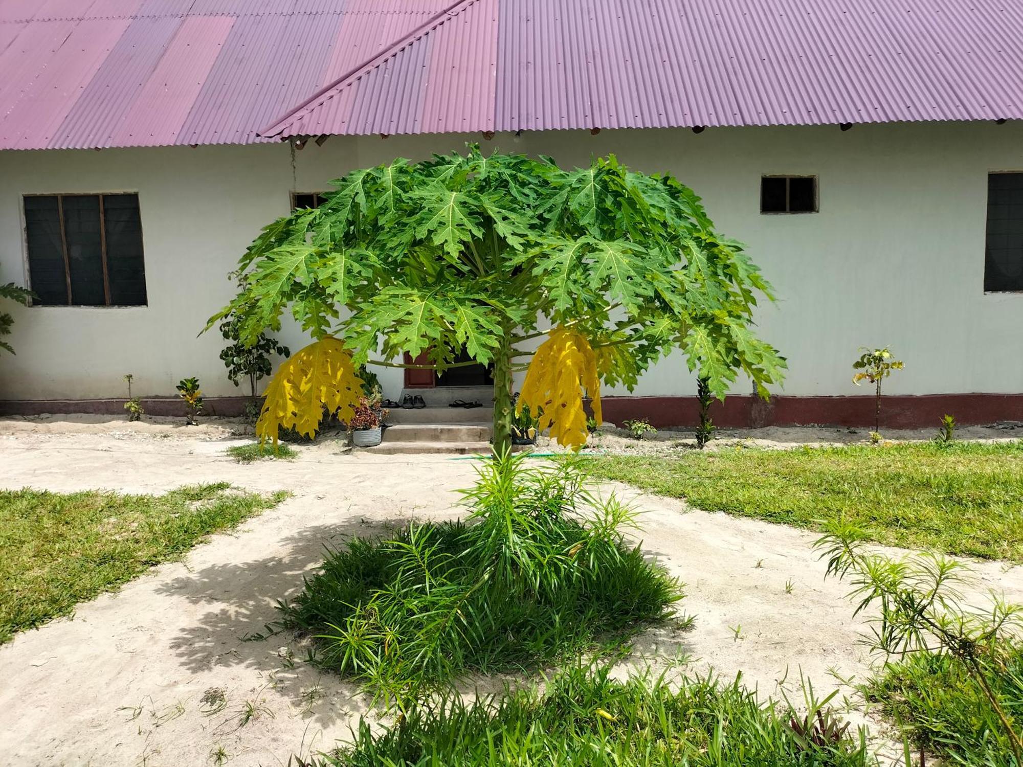 Mambo Leo Hostel Paje Luaran gambar