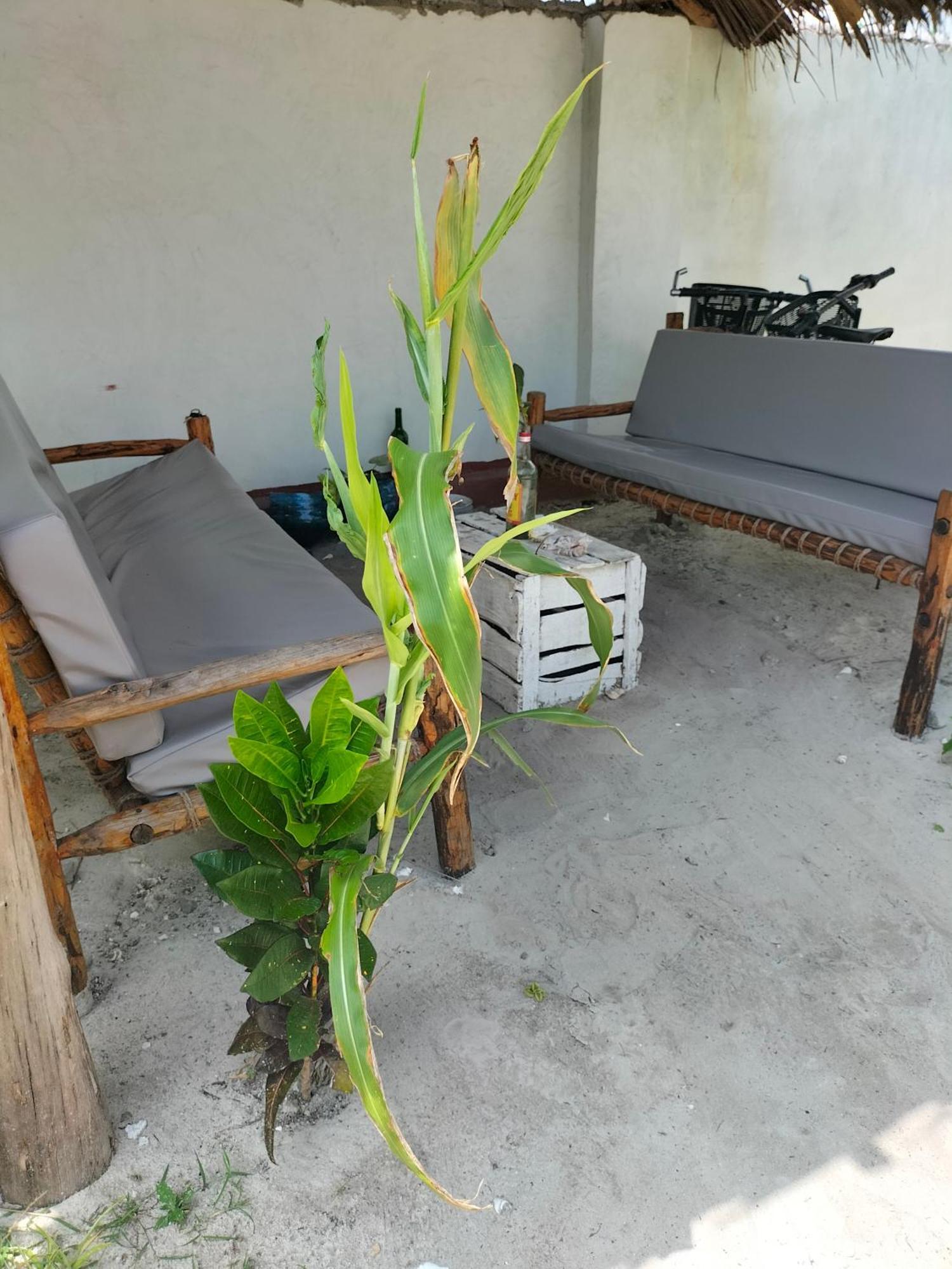 Mambo Leo Hostel Paje Luaran gambar